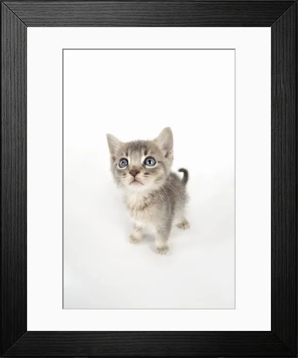 Framed Print : Cat - 6 week old Somali cross Asian kitten