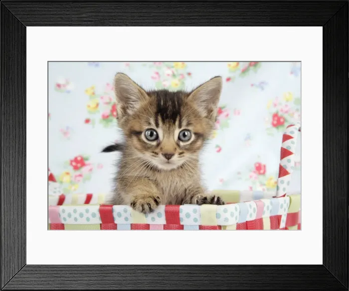 Framed Print : Cat - 6 week old Somali cross Asian kitten