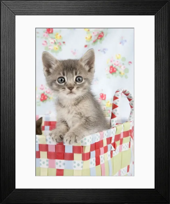 Framed Print : Cat - 6 week old Somali cross Asian kitten Framed Print : Cat - 6 week old Somali cross Asian kitten