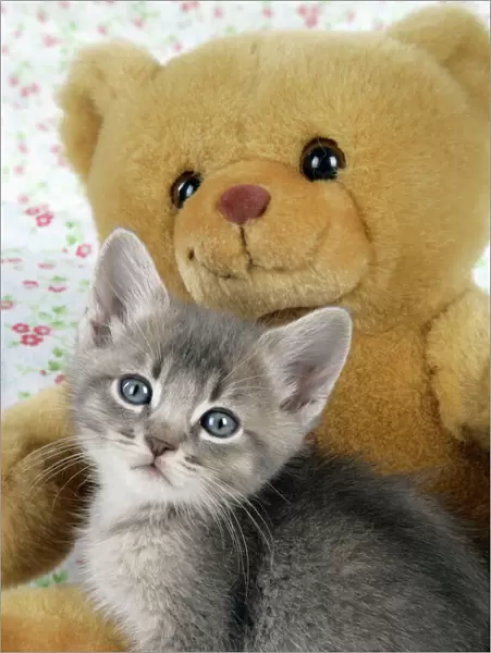 Cat - 6 week old Somali cross Asian kitten with teddy bear