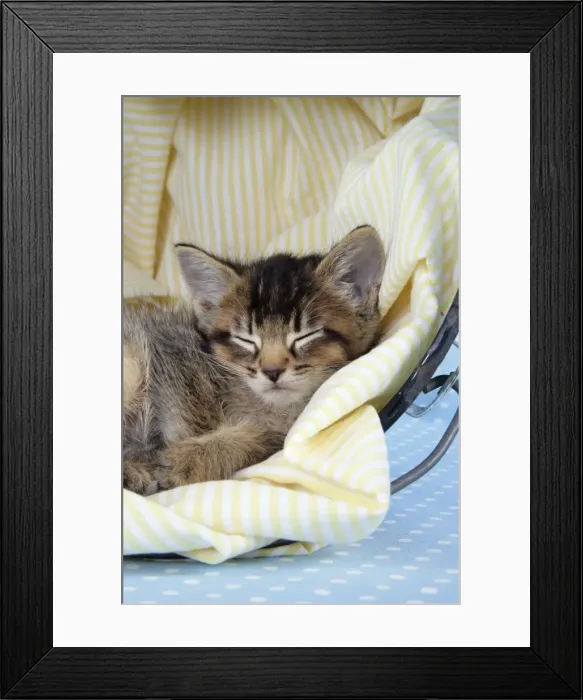 Framed Print : Cat - 6 week old Somali cross Asian kitten in bucket Framed Print : Cat - 6 week old Somali cross Asian kitten in bucket