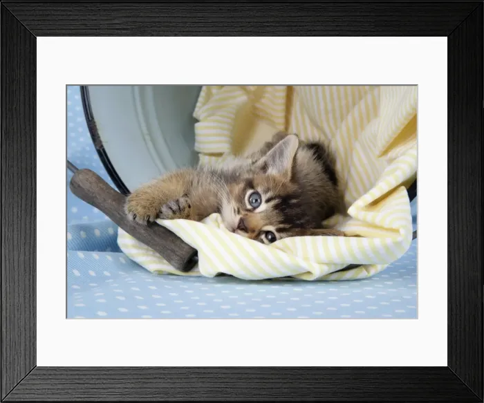 Framed Print : Cat - 6 week old Somali cross Asian kitten in bucket Framed Print : Cat - 6 week old Somali cross Asian kitten in bucket