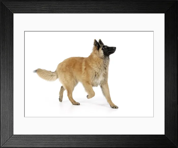 Framed Print : DOG. Tervuren