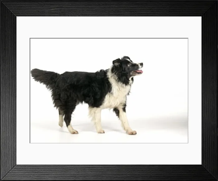 Framed Print : DOG. Border Collie Framed Print : DOG. Border Collie