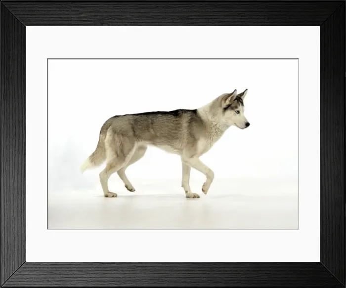 Framed Print : DOG. Siberian Husky Framed Print : DOG. Siberian Husky