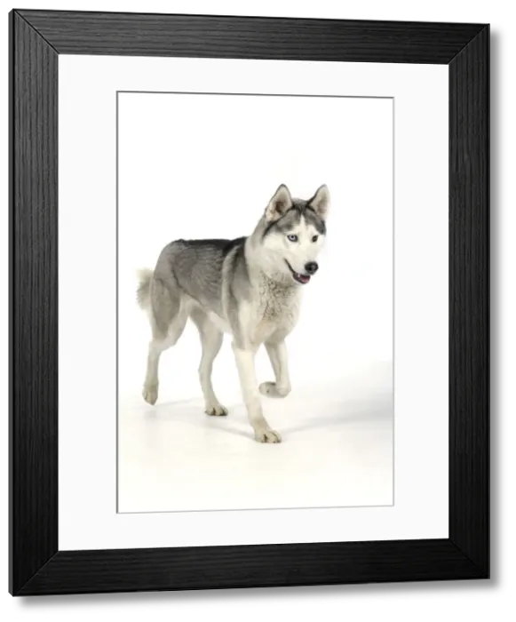 Framed Print : DOG - Siberian Husky with different coloured eyes Framed Print : DOG - Siberian Husky with different coloured eyes
