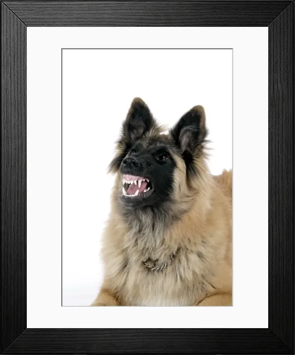 Framed Print : DOG. Tervuren - with mouth open, showing teeth Framed Print : DOG. Tervuren - with mouth open, showing teeth