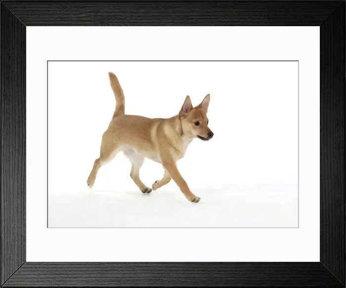 Framed Print : DOG - Pomeranian cross Jack Russell Terrier - Walking Framed Print : DOG - Pomeranian cross Jack Russell Terrier - Walking
