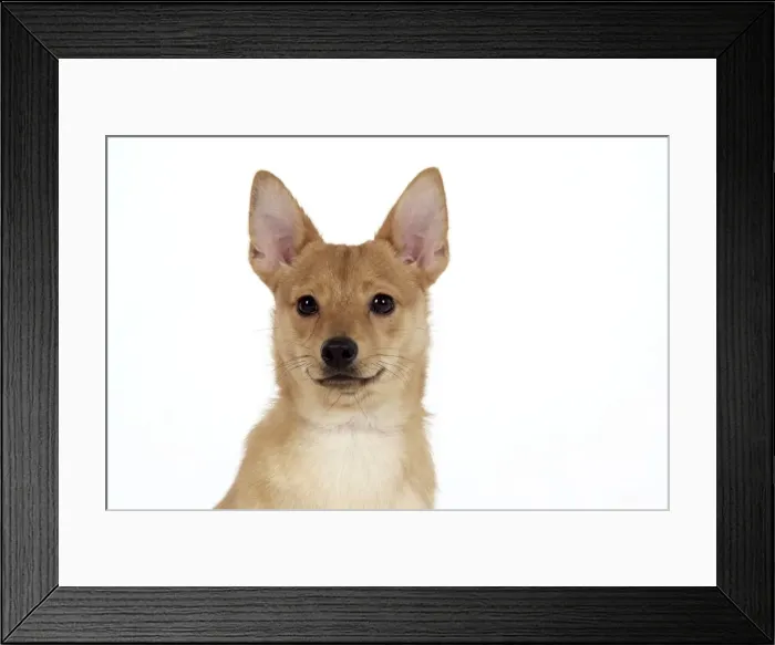 Framed Print : DOG - Pomeranian cross Jack Russell Terrier Framed Print : DOG - Pomeranian cross Jack Russell Terrier