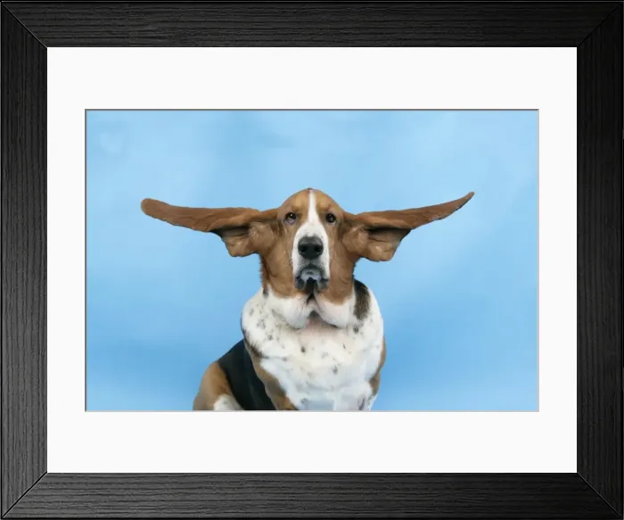 Framed Print : DOG. Basset hound with ears out Framed Print : DOG. Basset hound with ears out