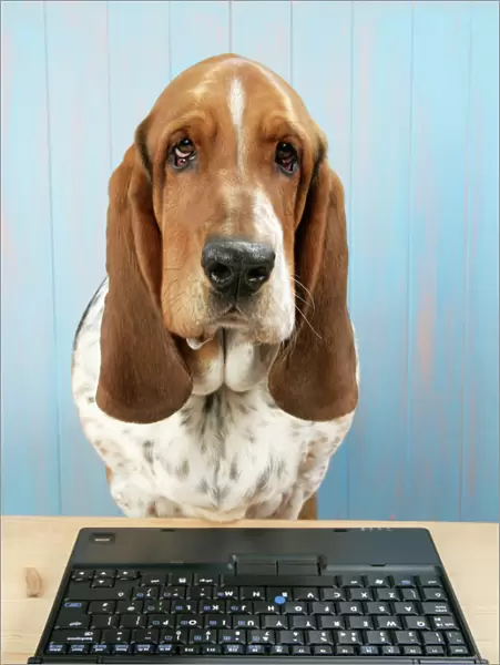 DOG. Basset hound at a laptop