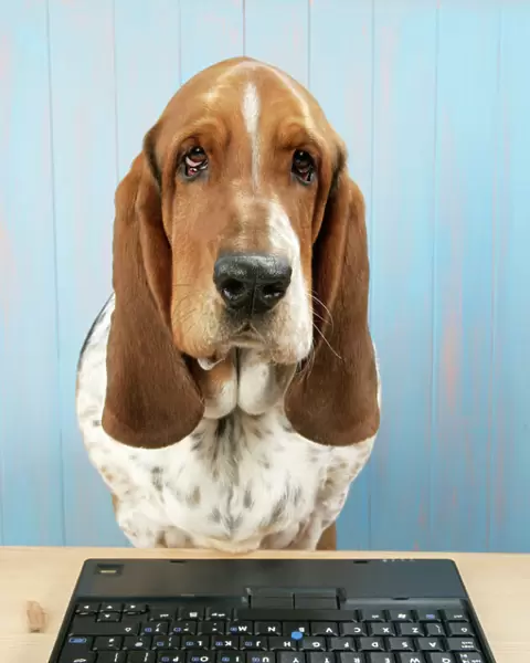 DOG. Basset hound at a laptop