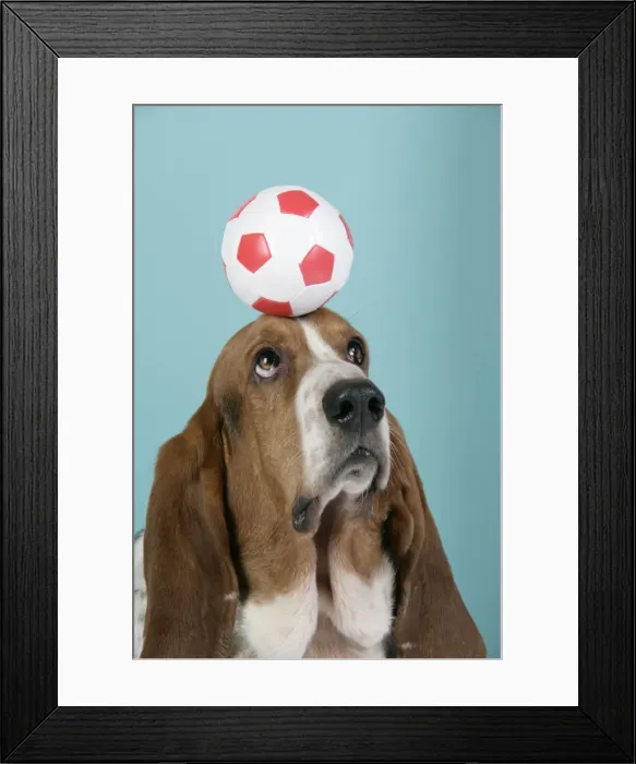 Framed Print : DOG. Basset hound balancing a football on head Framed Print : DOG. Basset hound balancing a football on head