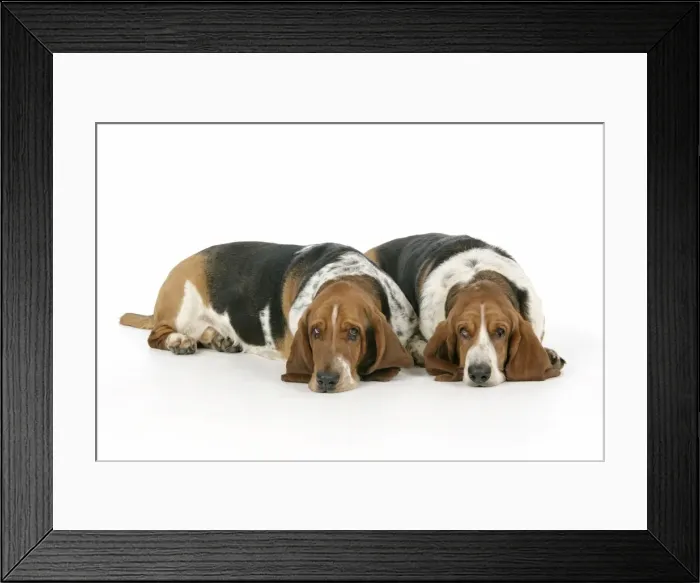 Framed Print : DOG. Basset hounds lying down together Framed Print : DOG. Basset hounds lying down together