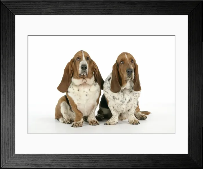 Framed Print : DOG. Basset hounds sitting down together Framed Print : DOG. Basset hounds sitting down together