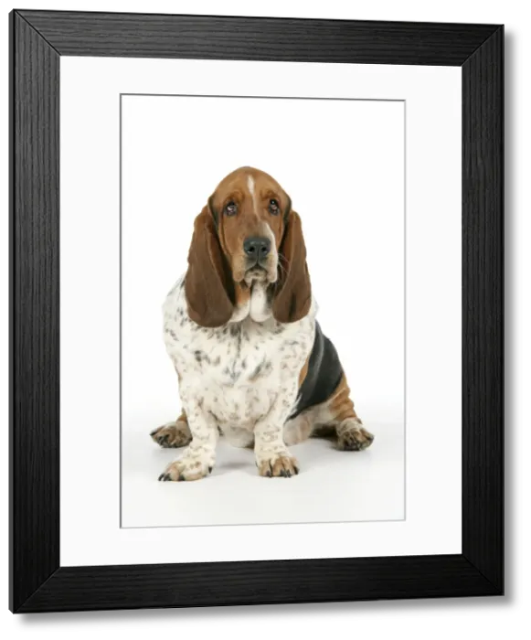 Framed Print : DOG. Basset hound sitting down Framed Print : DOG. Basset hound sitting down