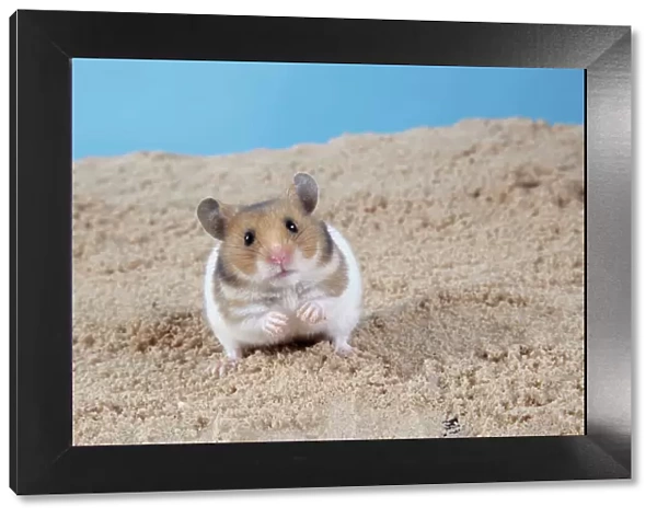 Hamster - Digging in sand