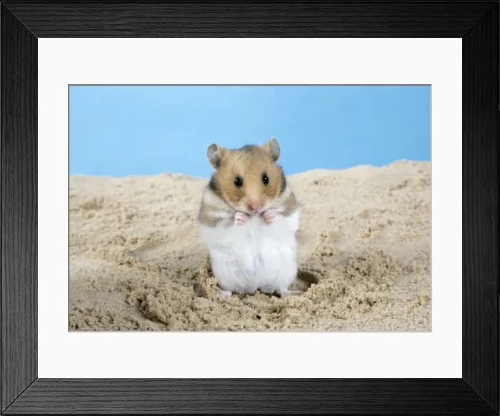 Framed Print : Hamster - Standing on hind legs (Manipulated Image - Stick removed) Framed Print : Hamster - Standing on hind legs (Manipulated Image - Stick removed)