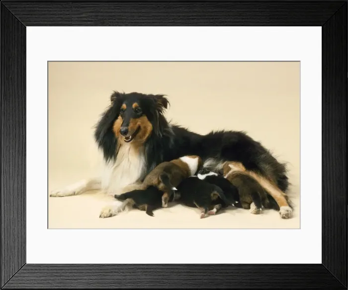 Framed Print : Rough Collie Dog - mother with suckling litter Framed Print : Rough Collie Dog - mother with suckling litter