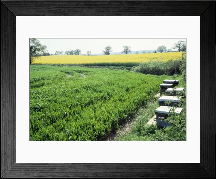 Framed Print : Bee Hives. JD-4325. BEE HIVES IN FIELD. John Daniels Framed Print : Bee Hives. JD-4325. BEE HIVES IN FIELD. John Daniels