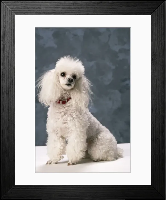 Framed Print : Toy Poodle Dog Framed Print : Toy Poodle Dog