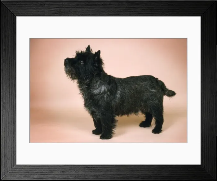 Framed Print : Cairn Terrier Dog Framed Print : Cairn Terrier Dog