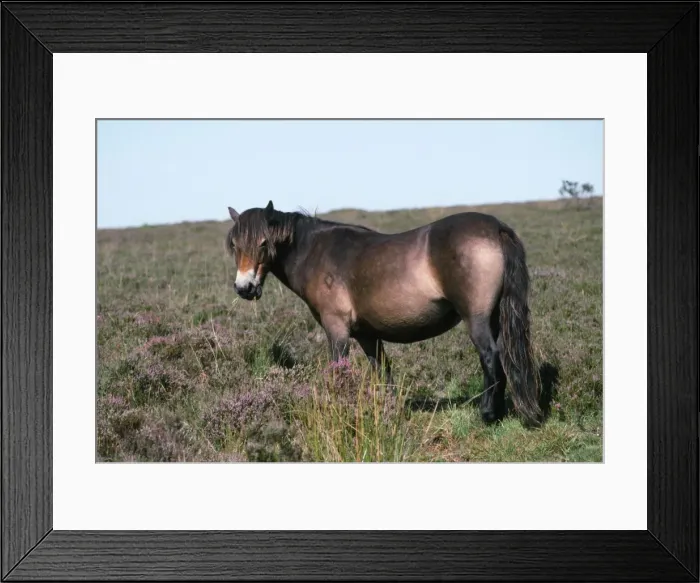Framed Print : Exmoor Pony Framed Print : Exmoor Pony