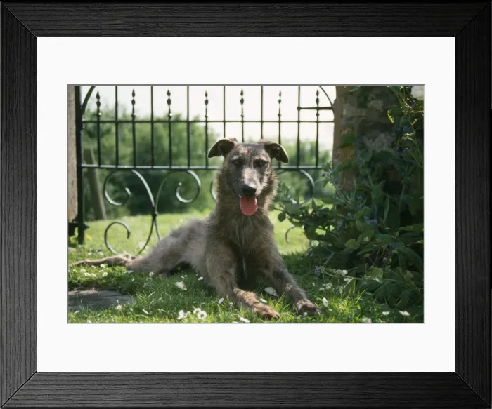 Framed Print : Lurcher Dog - Lying down in garden