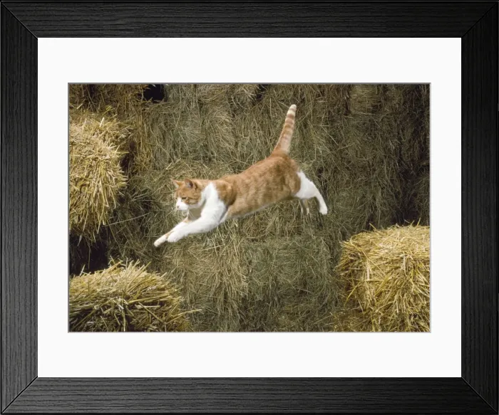 Framed Print : Ginger & White Cat - jumping Framed Print : Ginger & White Cat - jumping