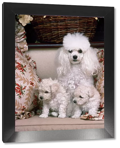 Toy Poodle Dog - with puppies