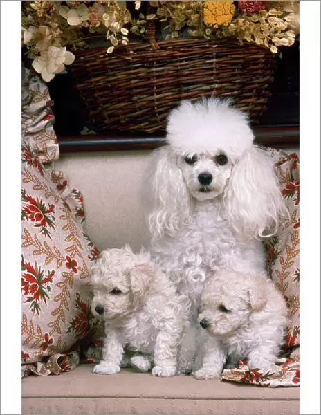 Toy Poodle Dog - with puppies