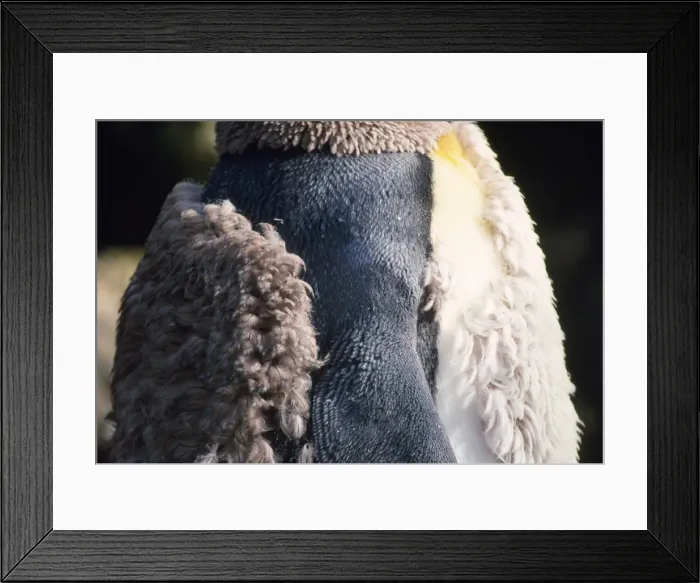 Framed Print : King Penguin - moulting Framed Print : King Penguin - moulting