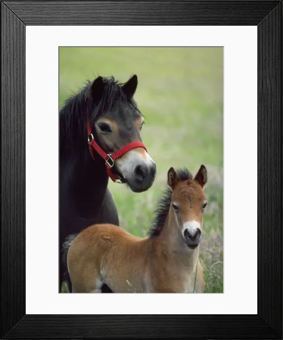 Framed Print : Exmoor Pony - mare & foal Framed Print : Exmoor Pony - mare & foal