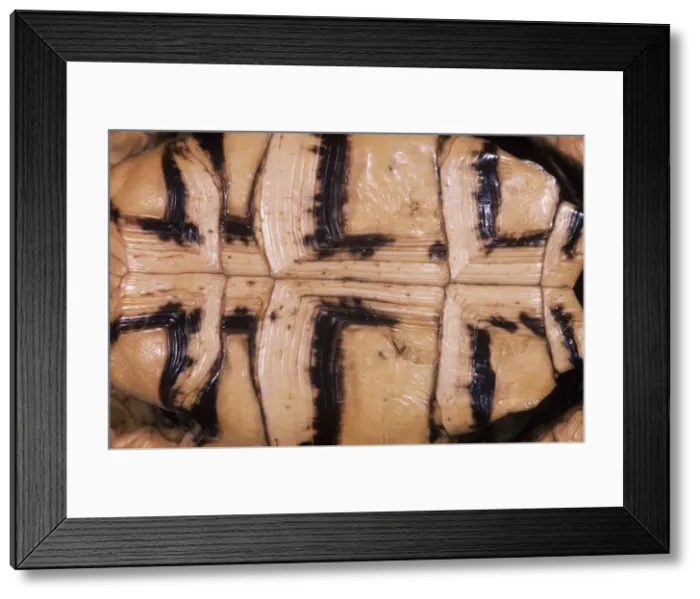 Framed Print : Egyptian / Kleinmann's / Leith's Tortoise - Ventral view of shell Framed Print : Egyptian / Kleinmann's / Leith's Tortoise - Ventral view of shell