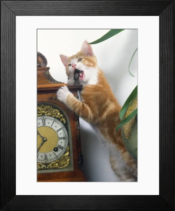 Framed Print : Cat - playing Framed Print : Cat - playing
