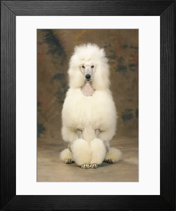 Framed Print : Standard Poodle Dog