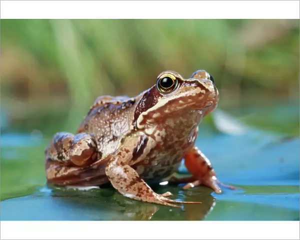 Common Frog On lily pad in pond