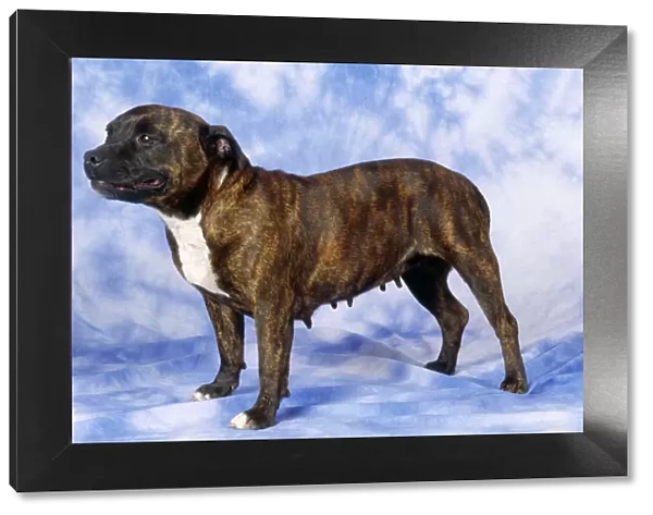 Staffordshire Bull Terrier Dog