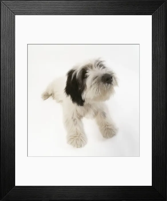 Framed Print : Polish Lowland Sheepdog Framed Print : Polish Lowland Sheepdog