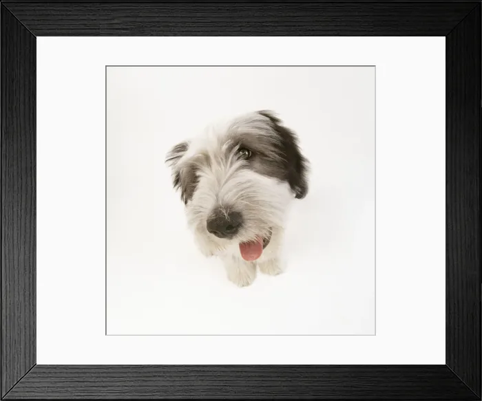 Framed Print : Polish Lowland Sheepdog Framed Print : Polish Lowland Sheepdog