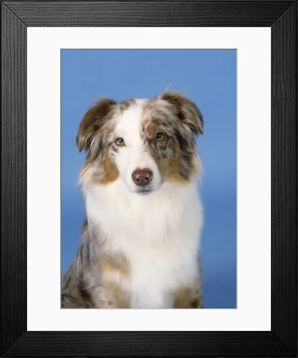 Framed Print : Australian Shepherd Dog Framed Print : Australian Shepherd Dog
