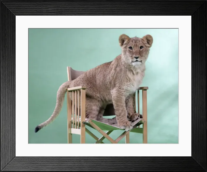 Framed Print : Lion cub (approx 16 weeks old) sitting on safari chair Framed Print : Lion cub (approx 16 weeks old) sitting on safari chair