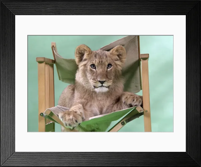 Framed Print : Lion cub (approx 16 weeks old) sitting on safari chair Framed Print : Lion cub (approx 16 weeks old) sitting on safari chair