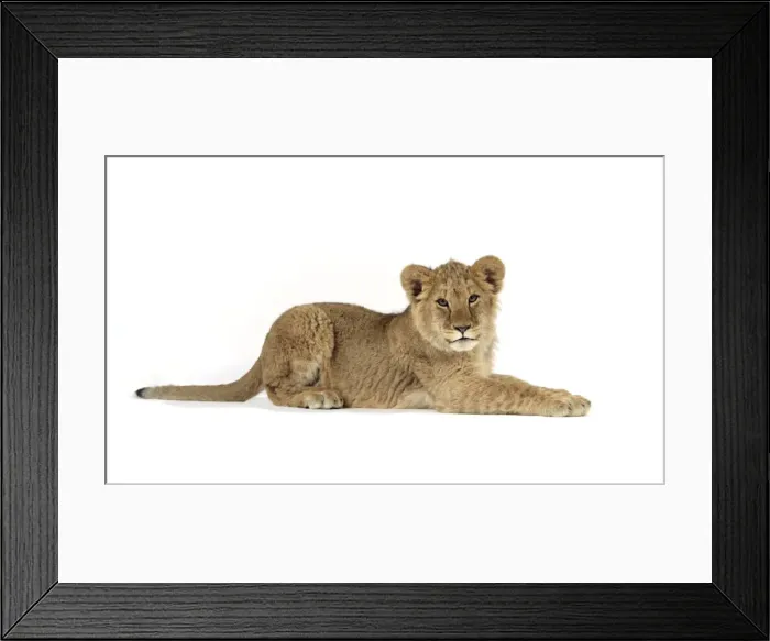 Framed Print : Lion cub (approx 16 weeks old) laying Framed Print : Lion cub (approx 16 weeks old) laying