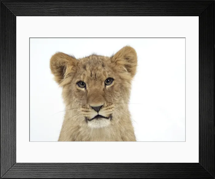 Framed Print : Lion cub's (approx 16 weeks old) face Framed Print : Lion cub's (approx 16 weeks old) face