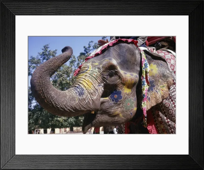Framed Print : Asian / Indian Elephant - decorated for ceremony India Framed Print : Asian / Indian Elephant - decorated for ceremony India