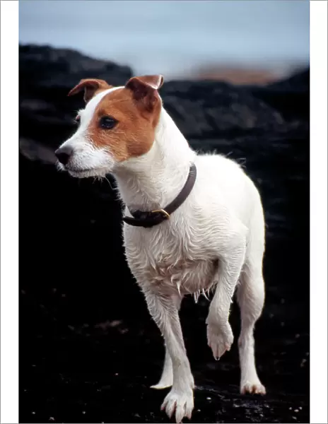 Dog - Parson Jack Russell - Wet from swimming