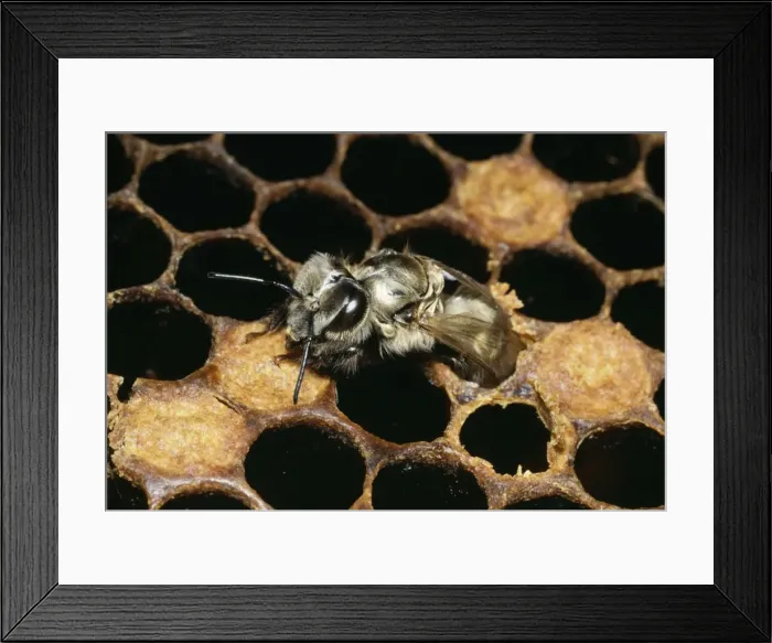Framed Print : Honey Bee Emerging from comb