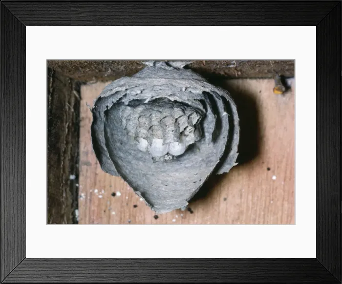 Framed Print : Wasps Nest - Dissected Framed Print : Wasps Nest - Dissected