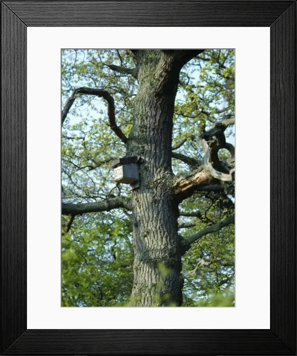 Framed Print : Bat Box - on tree Framed Print : Bat Box - on tree
